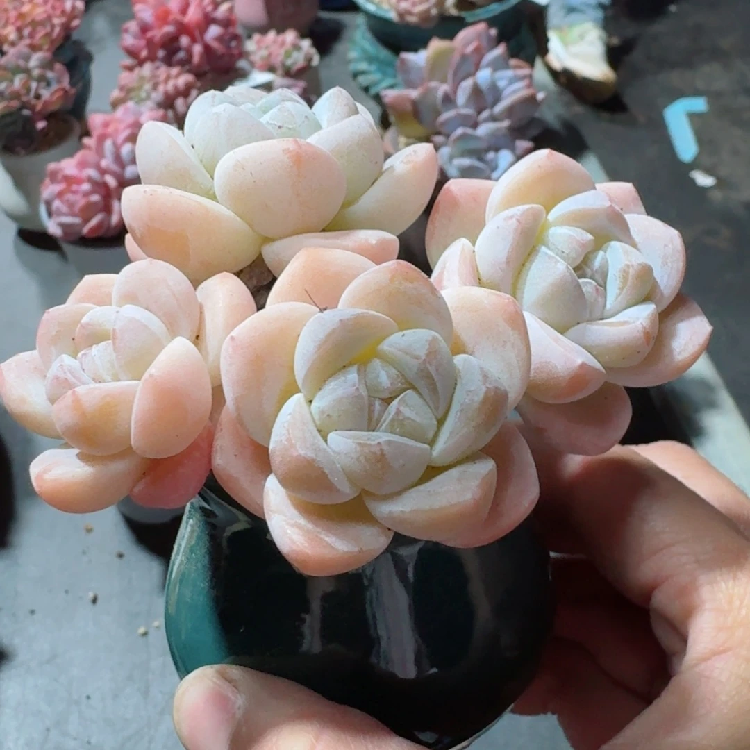 树桩冰玉      愿你一路坦途，乘风破浪展宏图