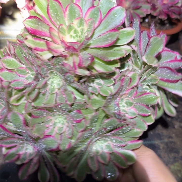 精品荔枝捧花开播福利21