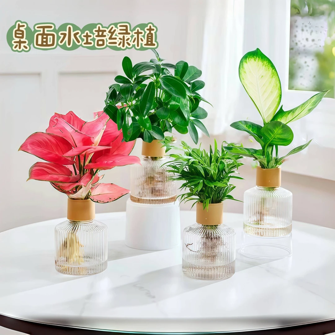 【买三送一】天堂鸟椰子春羽玛丽安整高20-30cm水培植物绿植盆栽