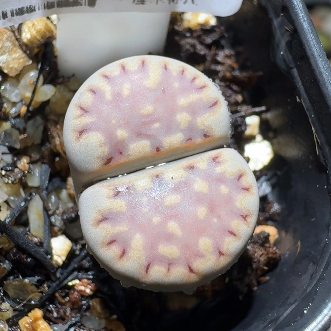 老板亏本清货了289