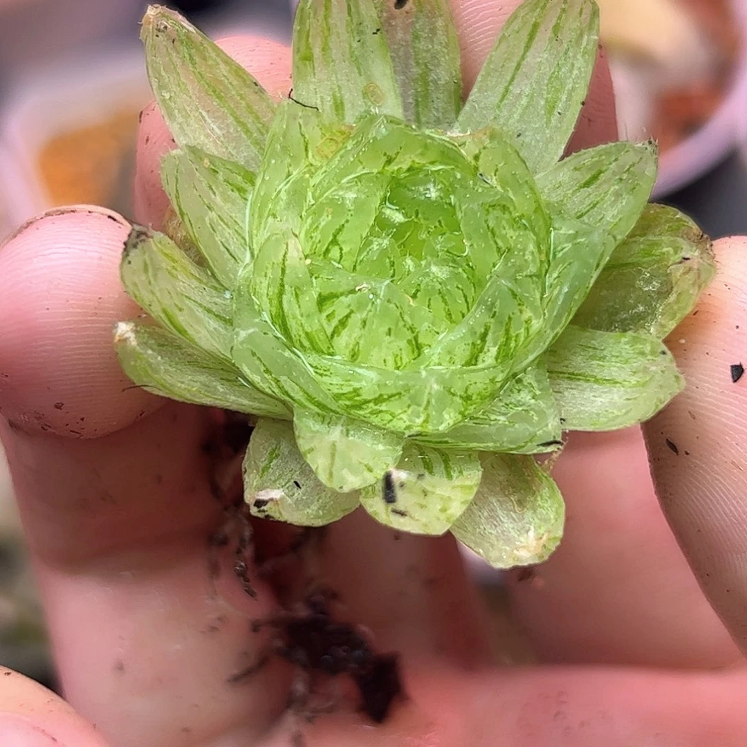 樱水晶锦十二卷多肉植物
