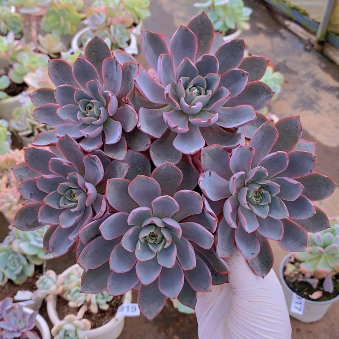 920赫拉多头一物一拍