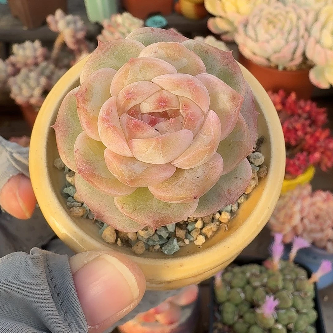 精品 多肉含盆土 一物一拍