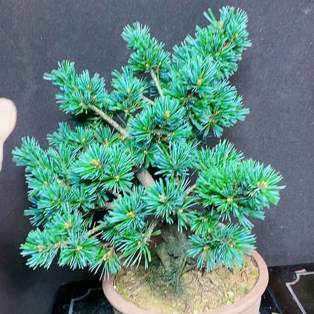【闪购商品】无花朵随*