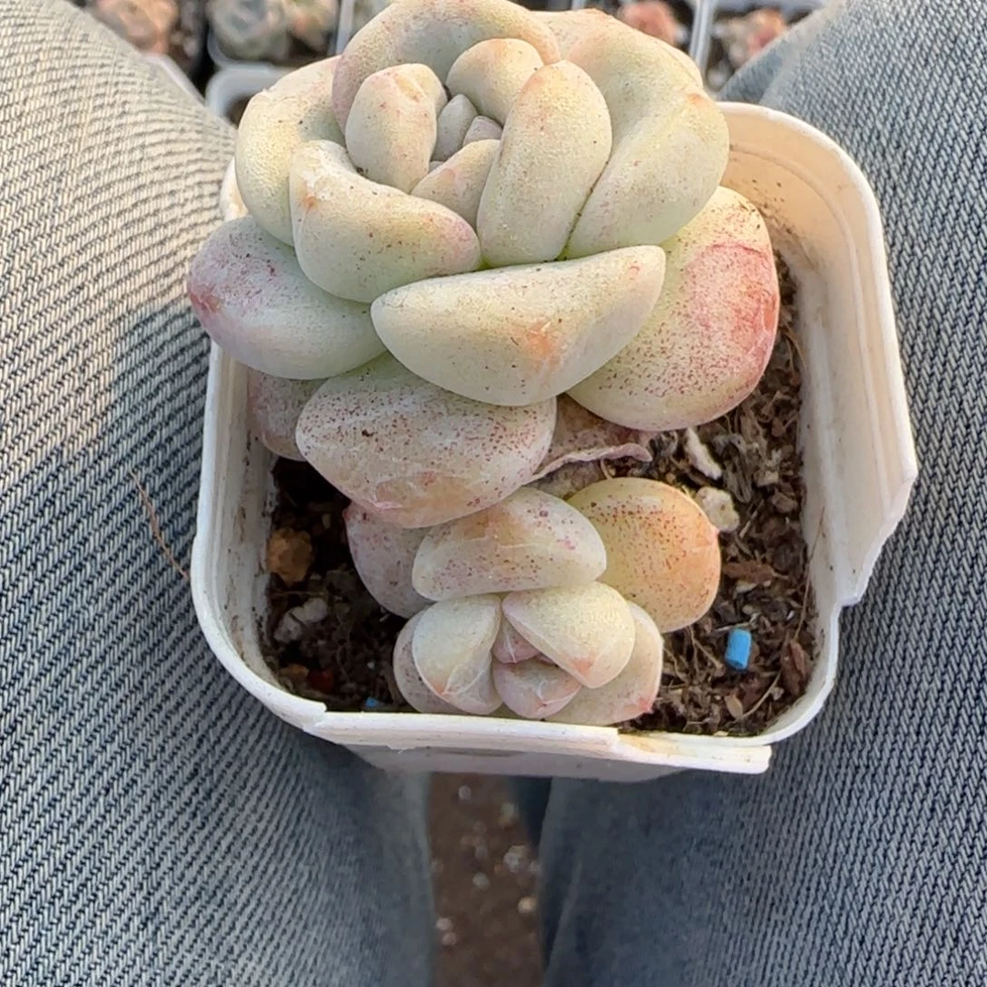 多肉小卡拉米糖心一物一拍