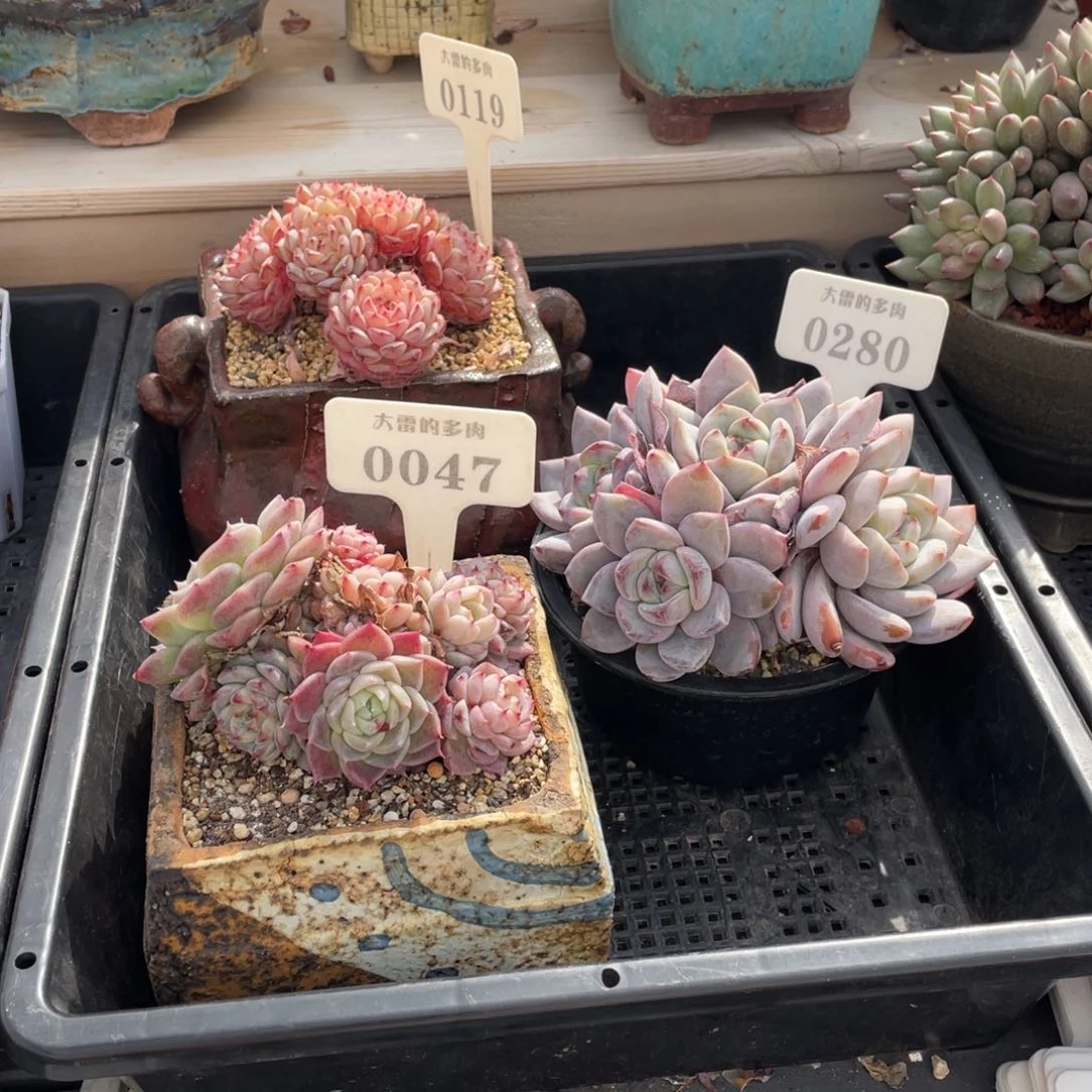 ?****猫00470280天鹅绒和星影不带盆