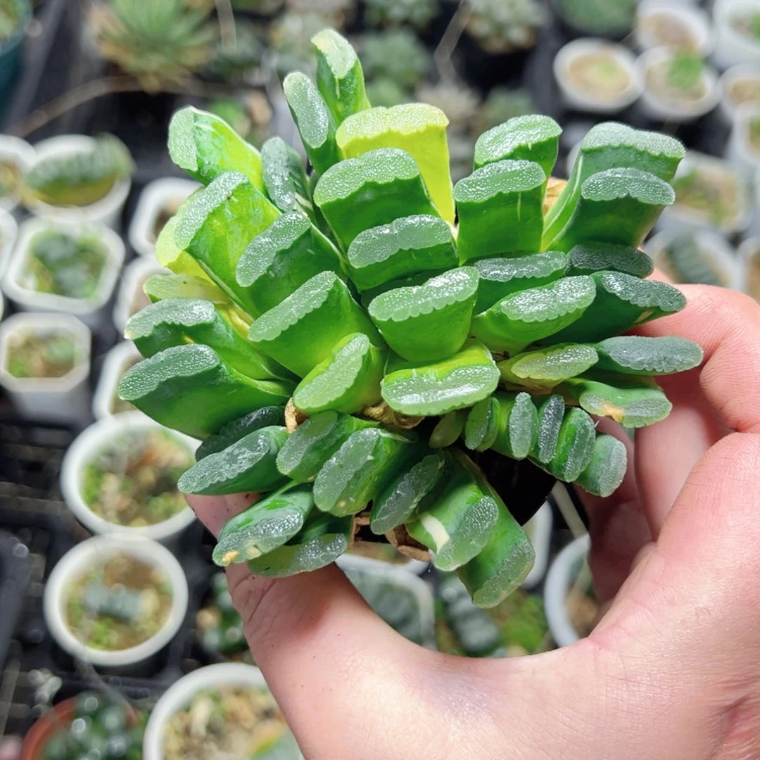 男***羊0562多肉植物一颗