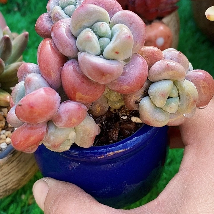 红洛神带盆土多肉整