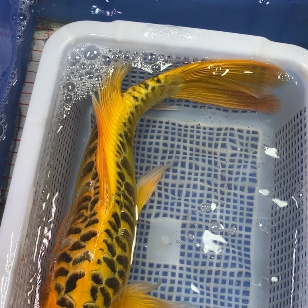 锦鲤冷水锦鲤包邮