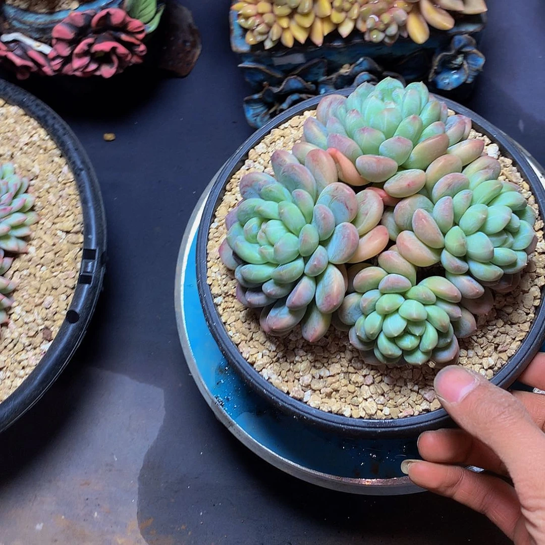 咯***噔哈哈哈哈哈哈哈哈哈哈