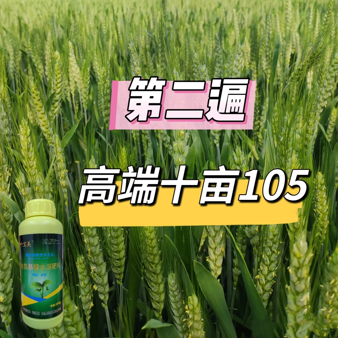 【一零五第二遍】高端小麦十亩第二遍一零五营养增产叶面