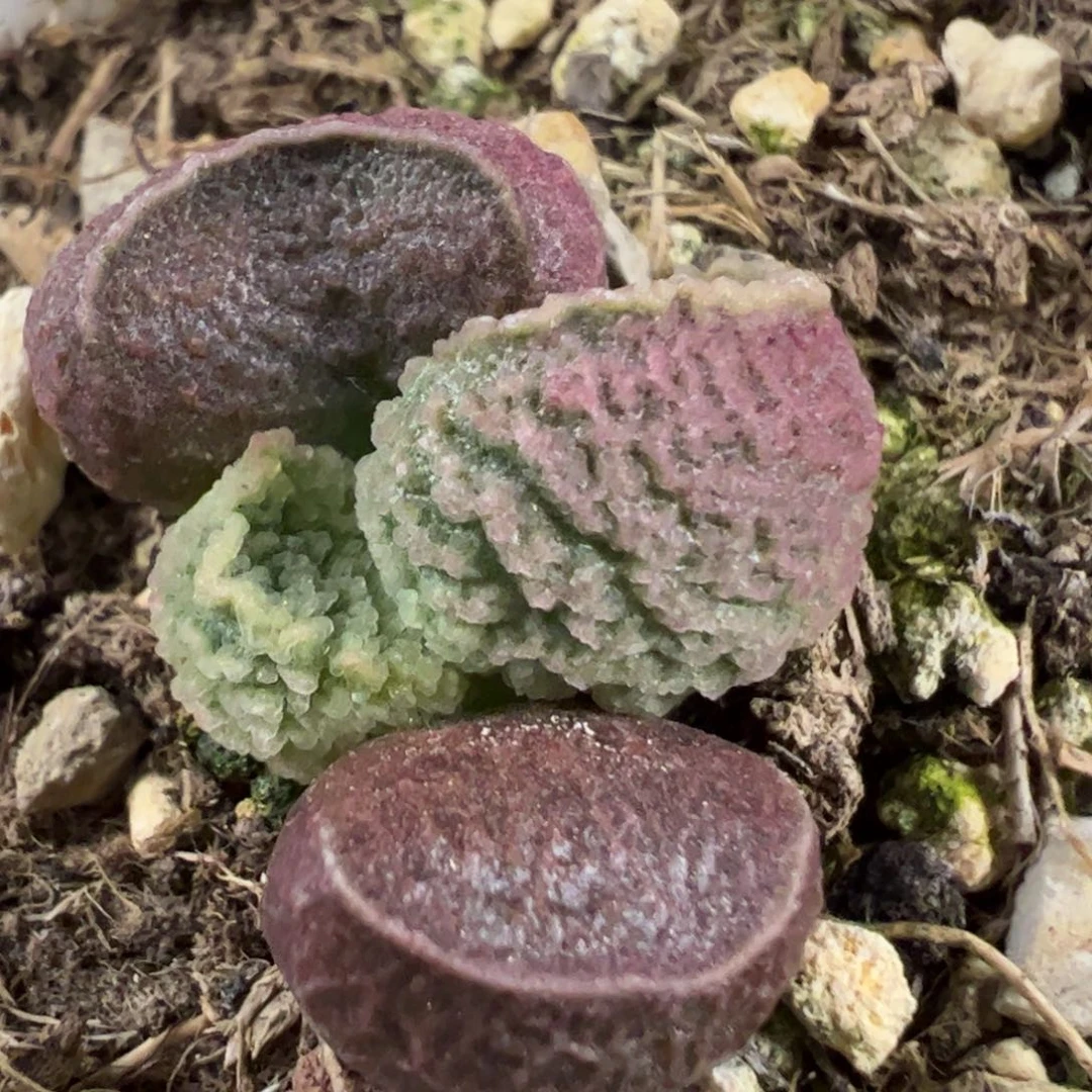 实生新品多肉植物