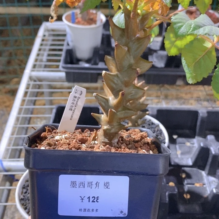 墨西哥角榄FA-8558