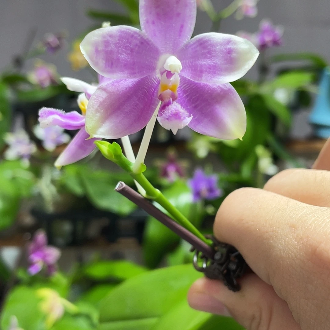完全开放17叶瑕花期不保