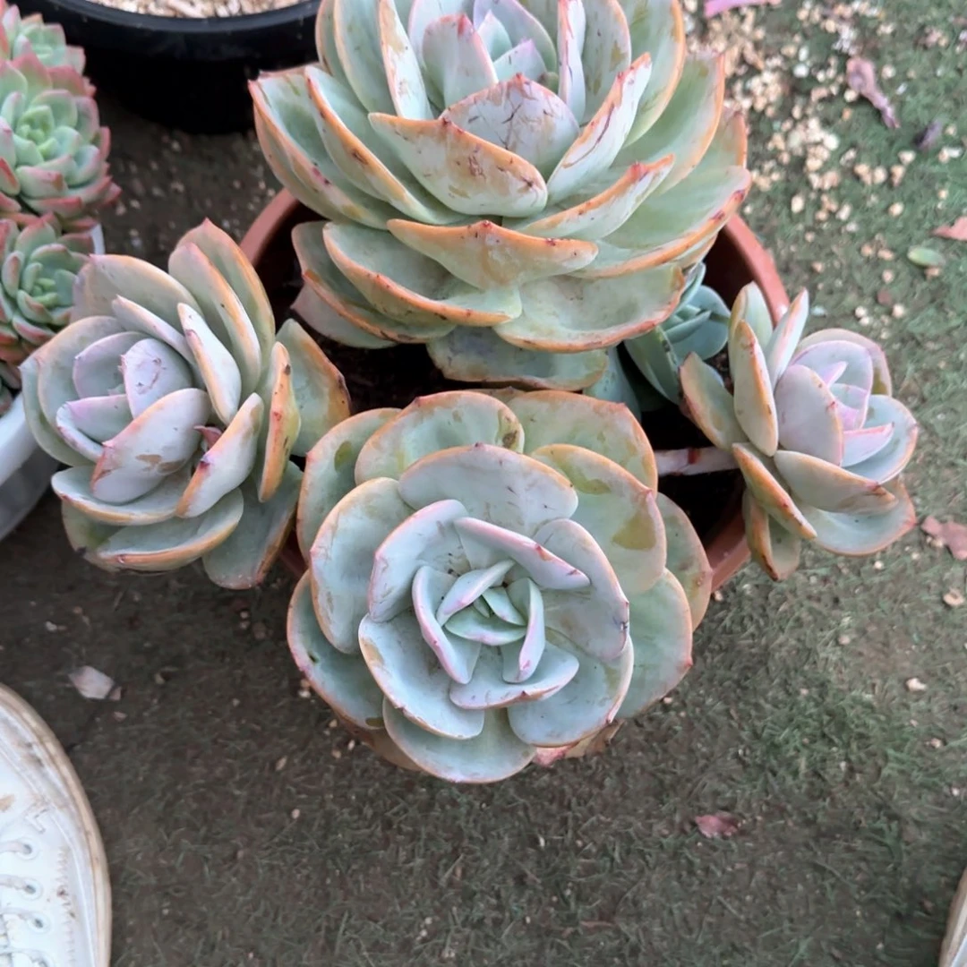 多肉植物多肉植物