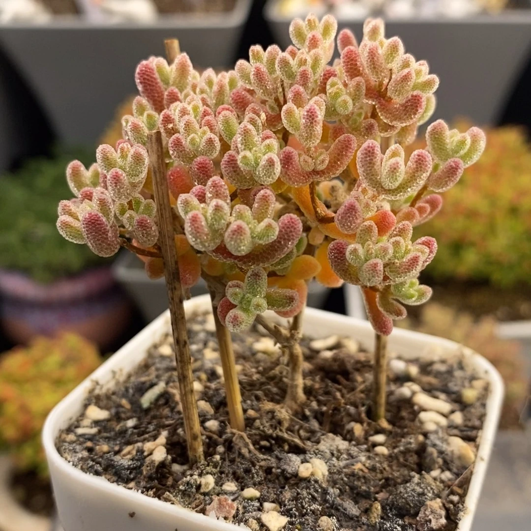 完全开放43号冰晶枝干（6.5cm）元旦福利