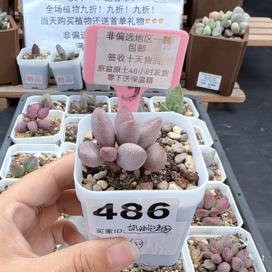 486奶油泡芙多肉植物