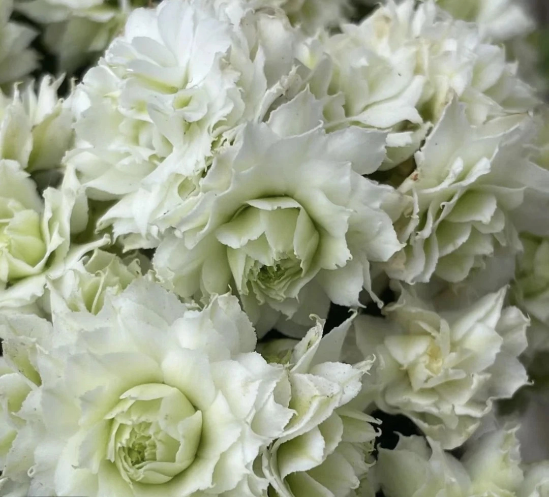 伊丽莎白 长寿花 120盆 【花财花卉】