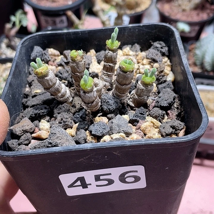 軣***颜456碧光环兔子老桩
