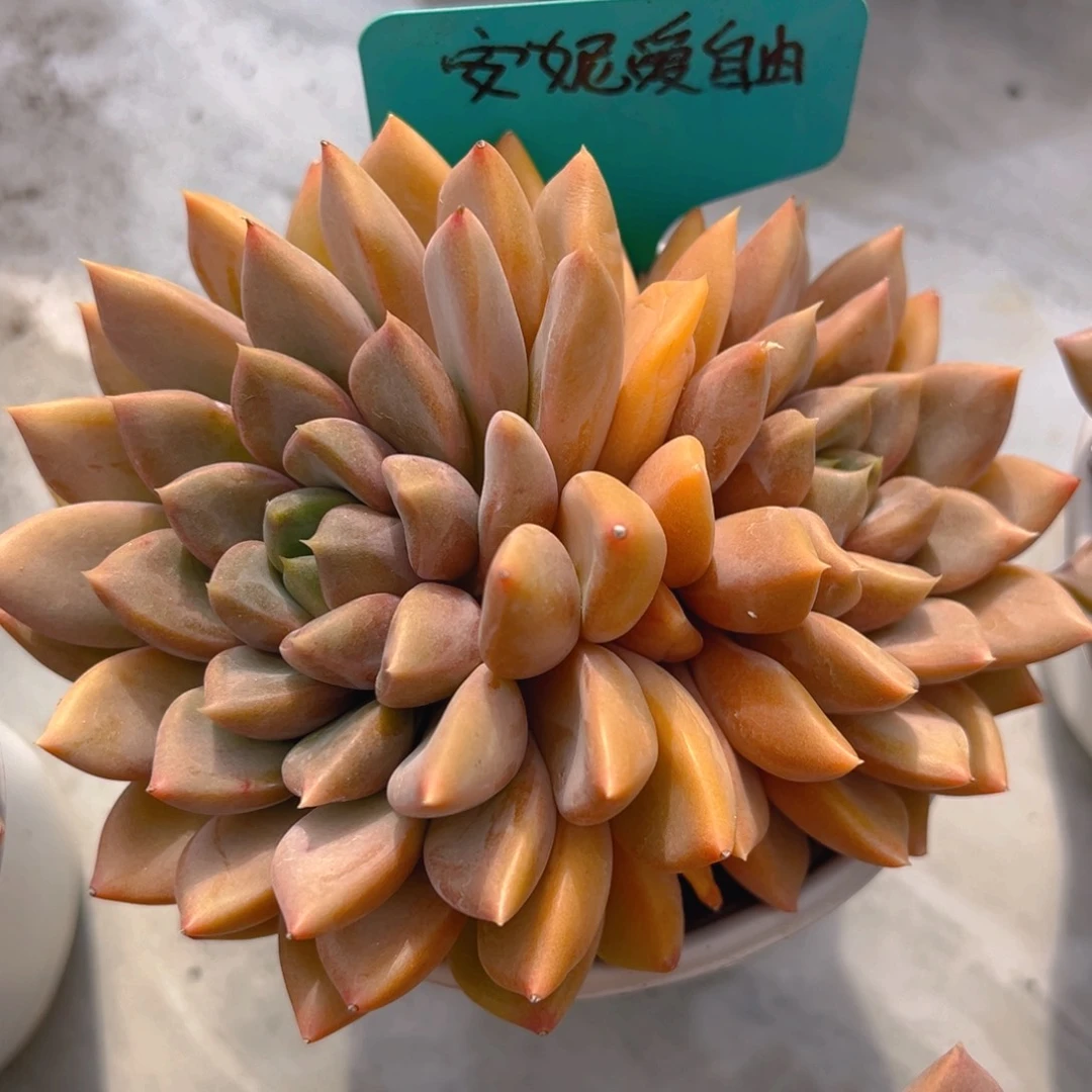 香玉的故事是一个人的故事