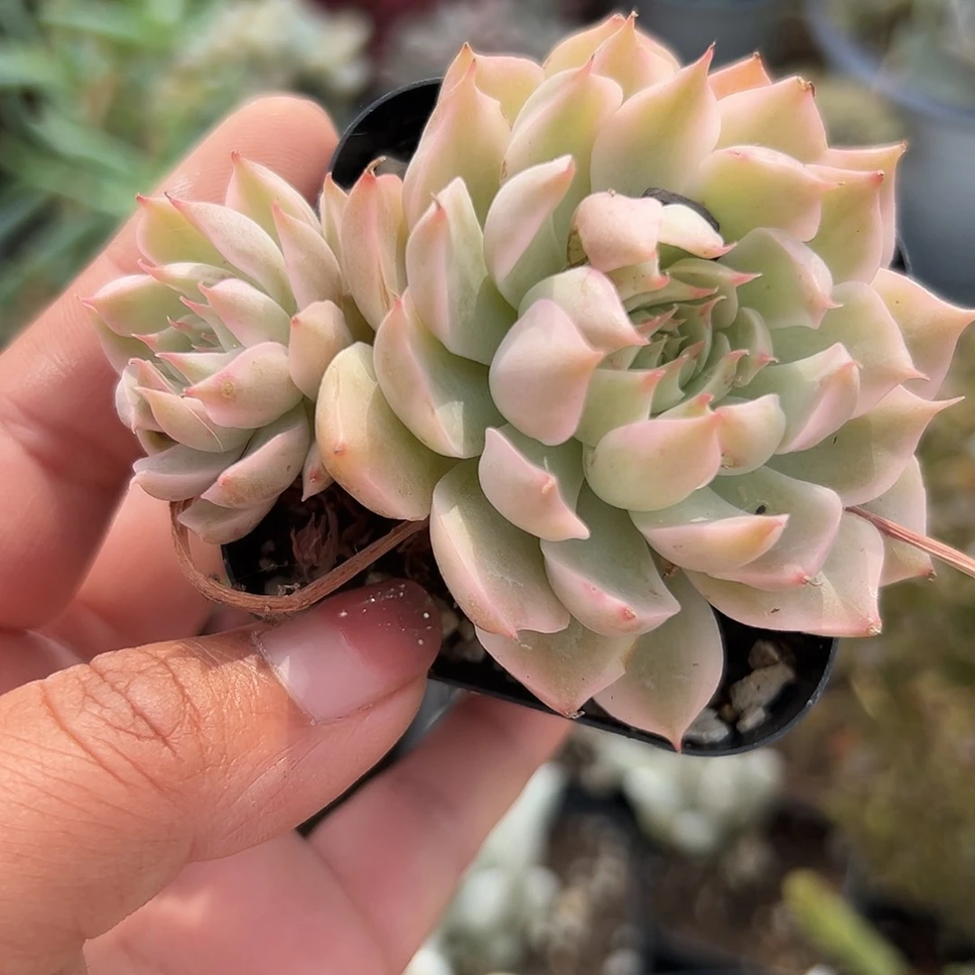 多肉植物玛格丽特锦