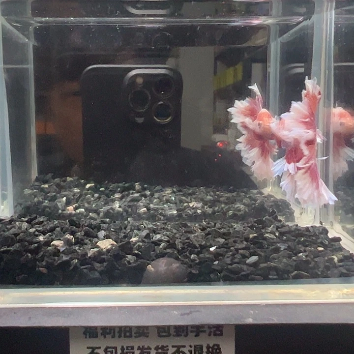 斗鱼竞拍跑单拉黑24日13