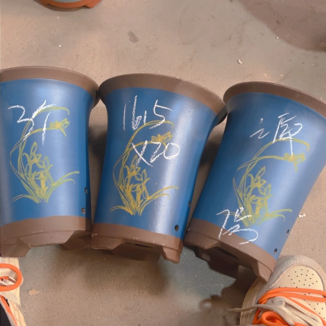 紫砂7号……………………………………