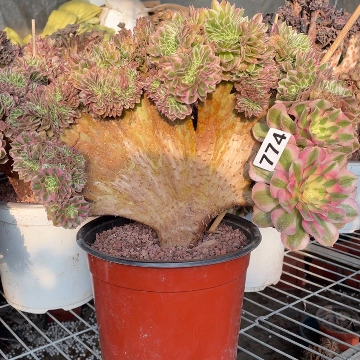 34厘米左右倾城缀774号