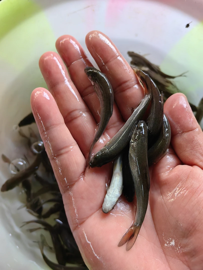 淡水银鳕鱼观赏鱼