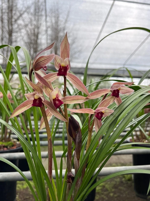 春兰春剑惠兰送春莲瓣兰合集