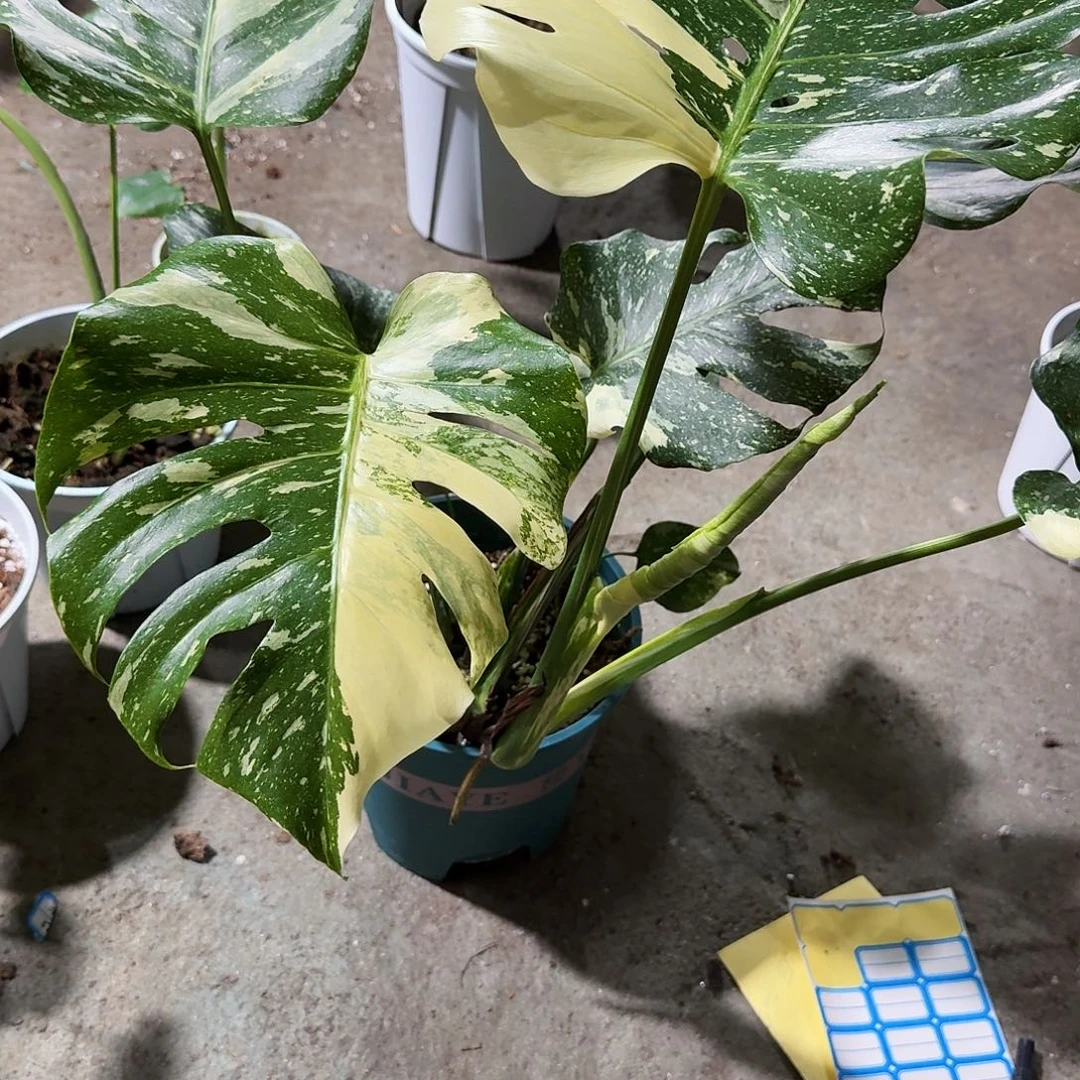 魏***无花朵龟背竹植物一物一拍
