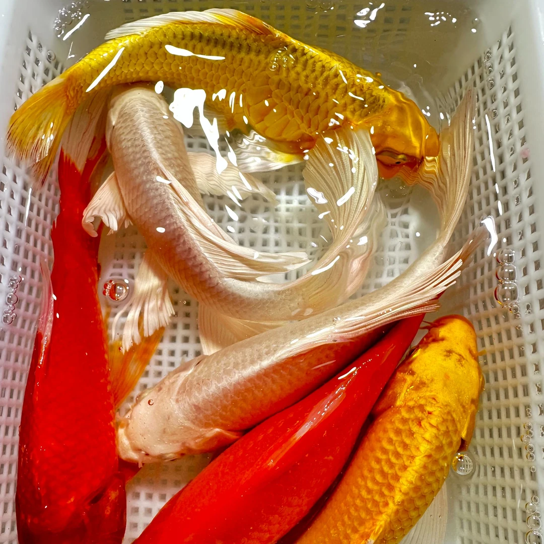 6顺【2金2红2白】13-15cm冷水鱼