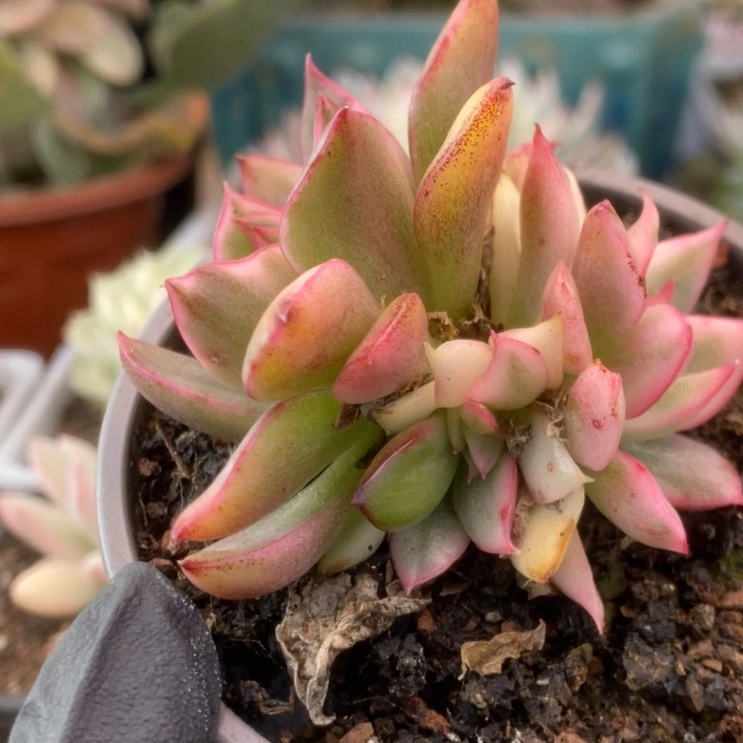 336野马锦锦锦锦锦锦锦