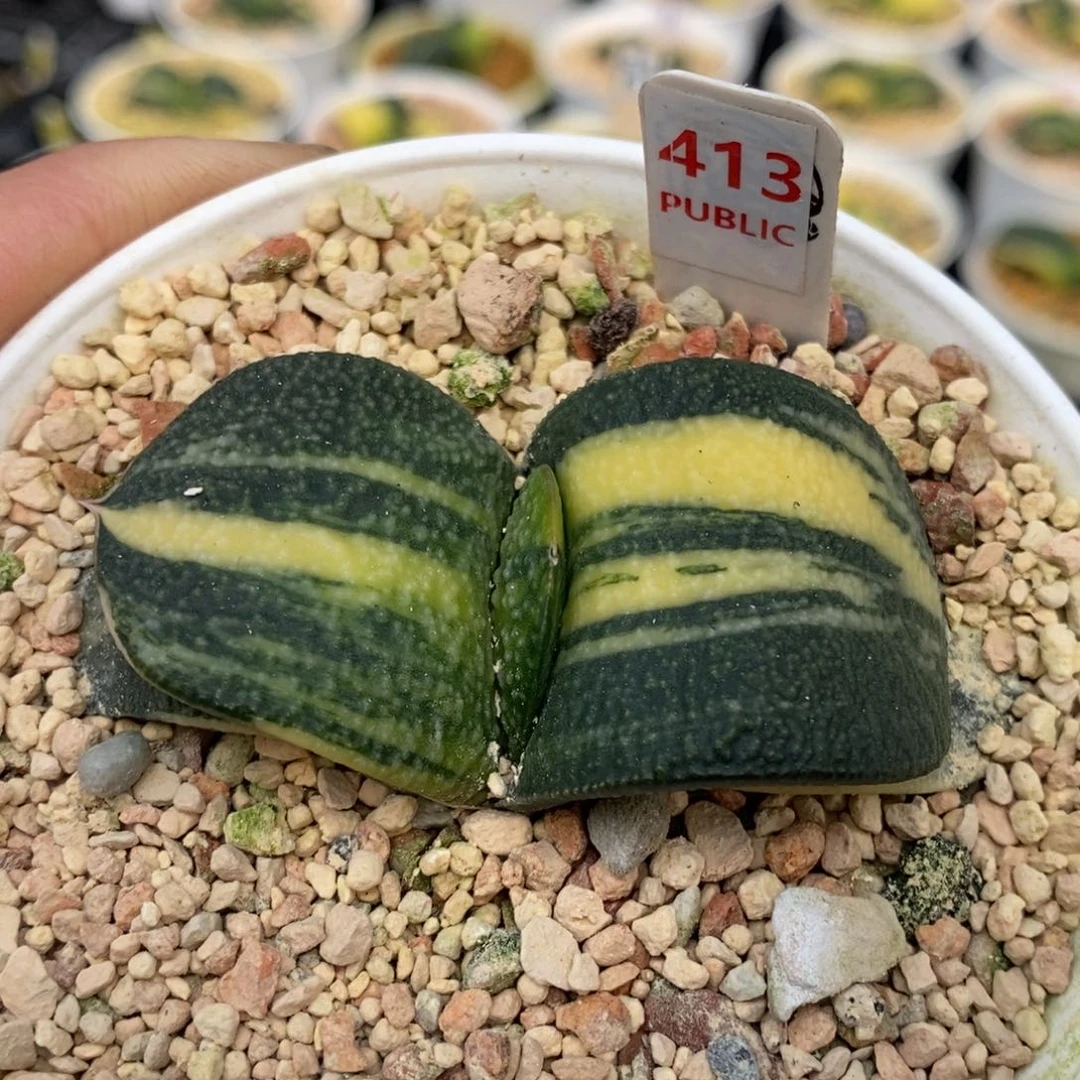 413号卧牛锦多肉植物