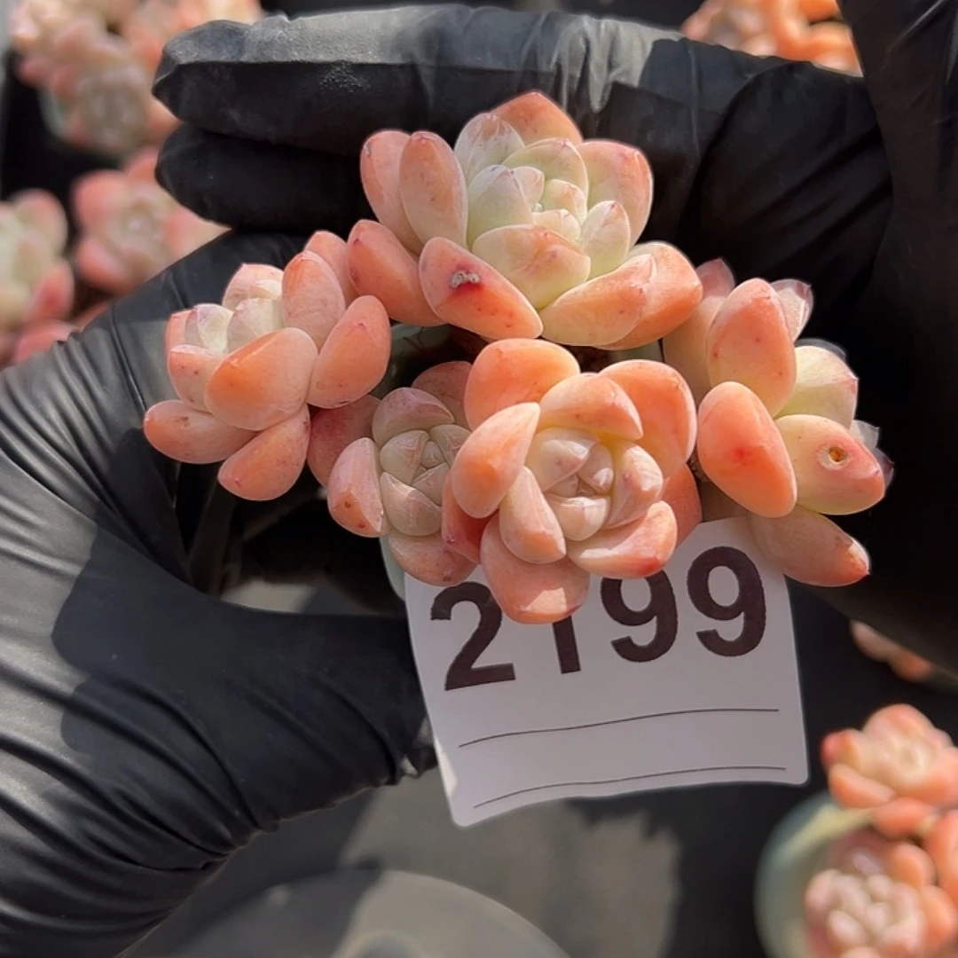 用***碧2199，五头冰玉带盆发的