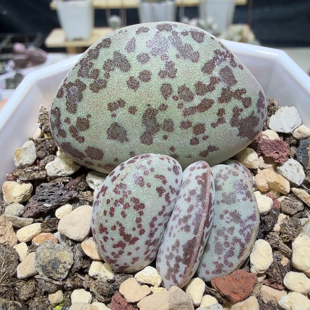 花蛋水泡多肉植物