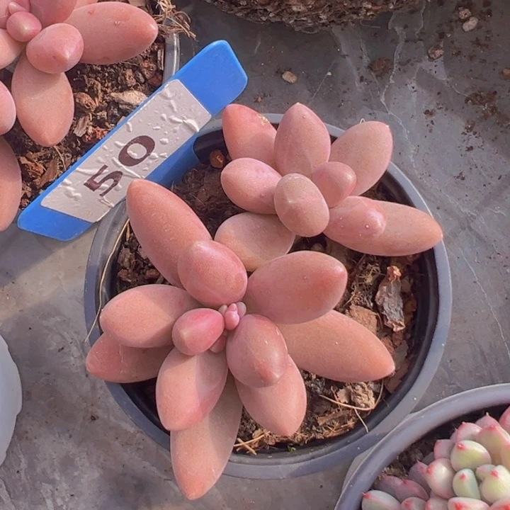 健健康康平平安安