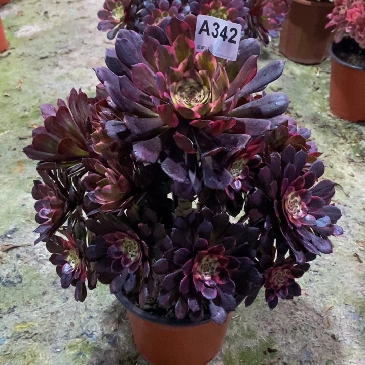 烟花多肉植物342