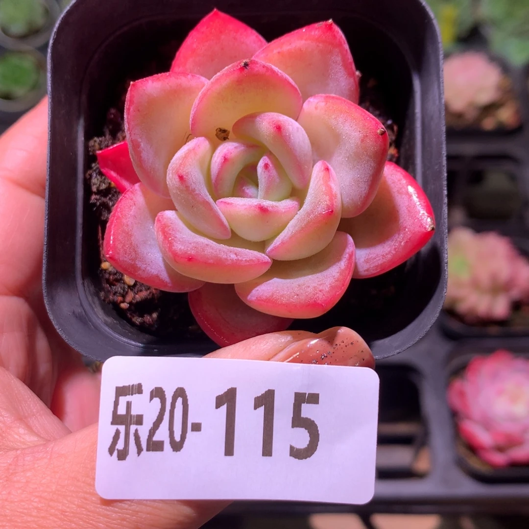 乐然20-115 草莓泡芙