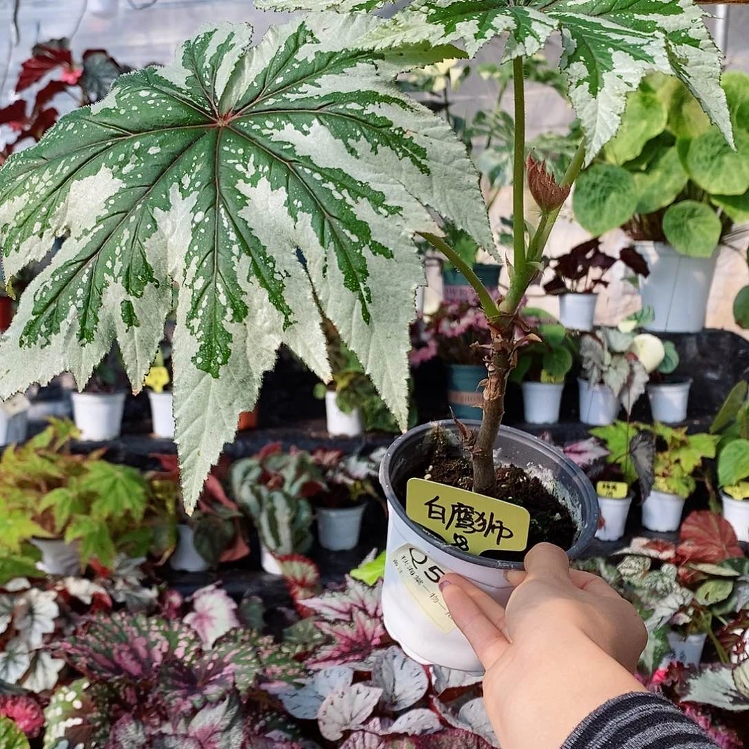 当前无花栽培后可以开花v**v秋海棠534