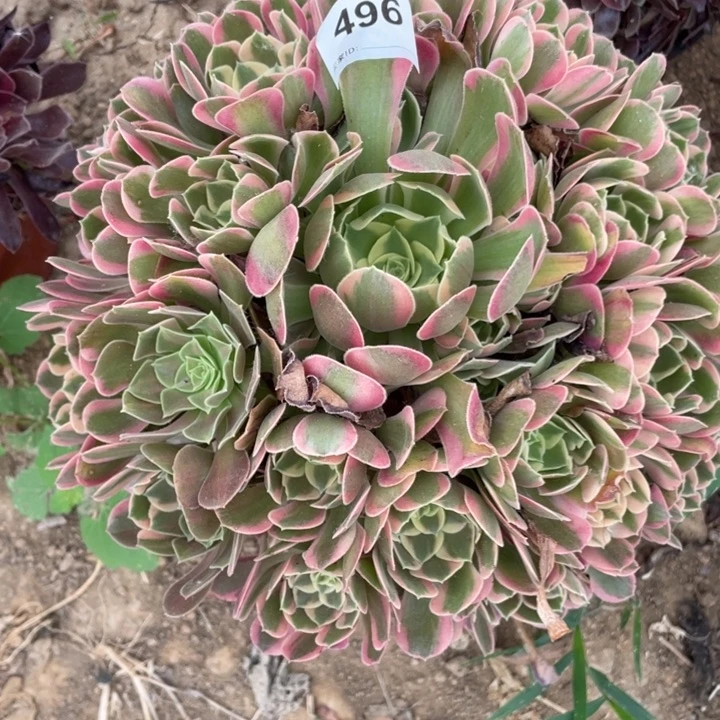 无花朵496多肉植物妖月