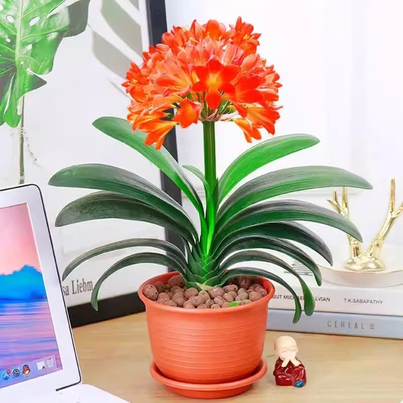 君子兰盆栽四季老苗花卉植物室内庭院水培绿植好养圆头和尚大小苗