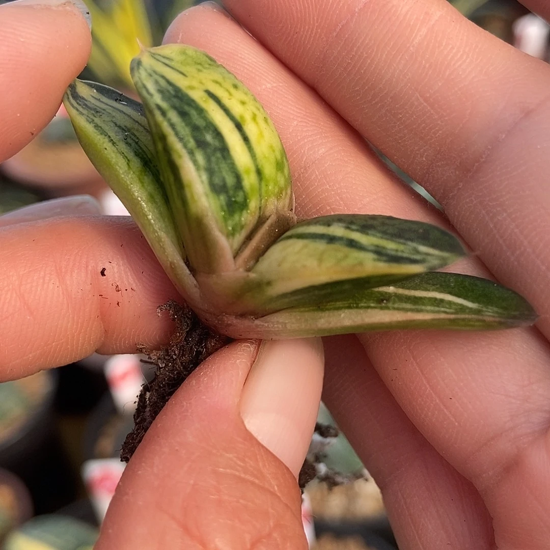 289恐龙锦带盆发货