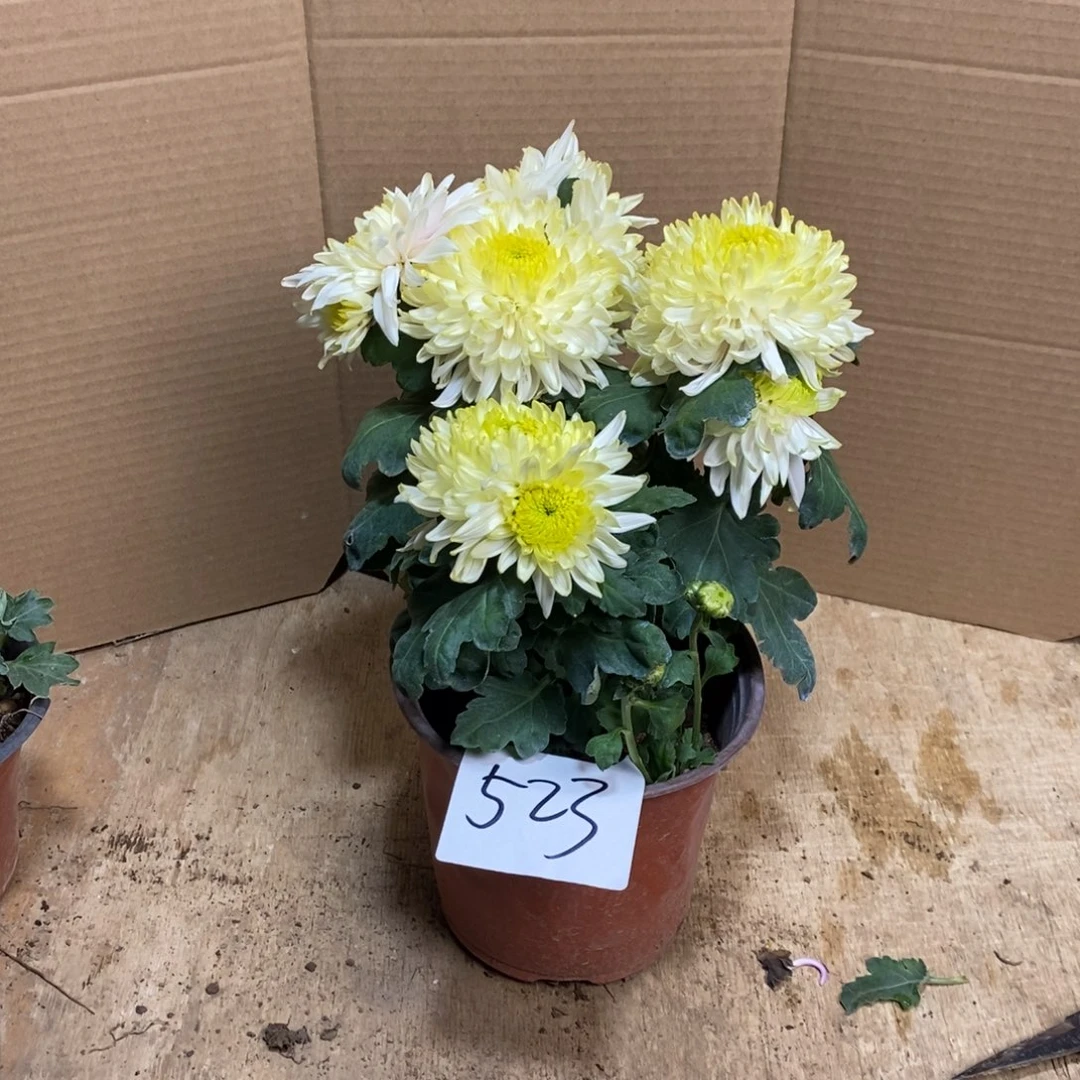 完全开放0000000523