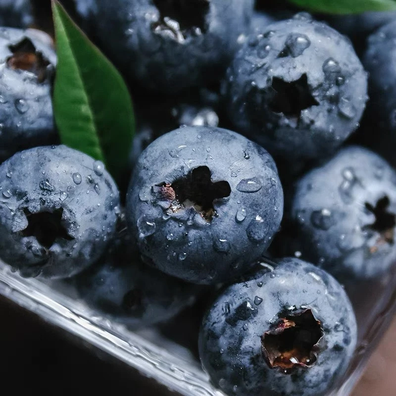 小妮家 超大蓝莓18-22mm 爆汁爽口育婴辅食新鲜采摘100g/盒 发8盒