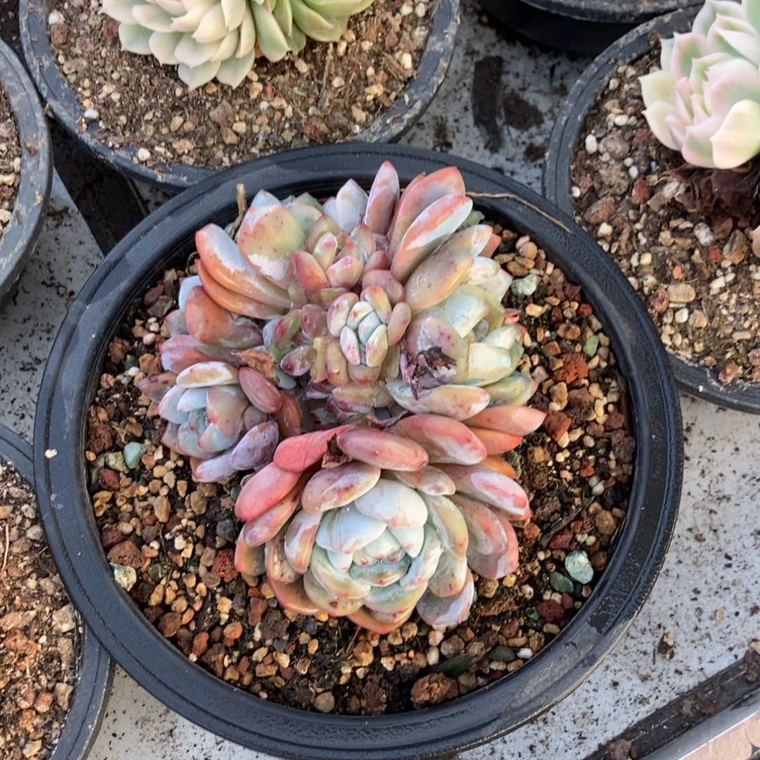 13.8梦露一物一拍