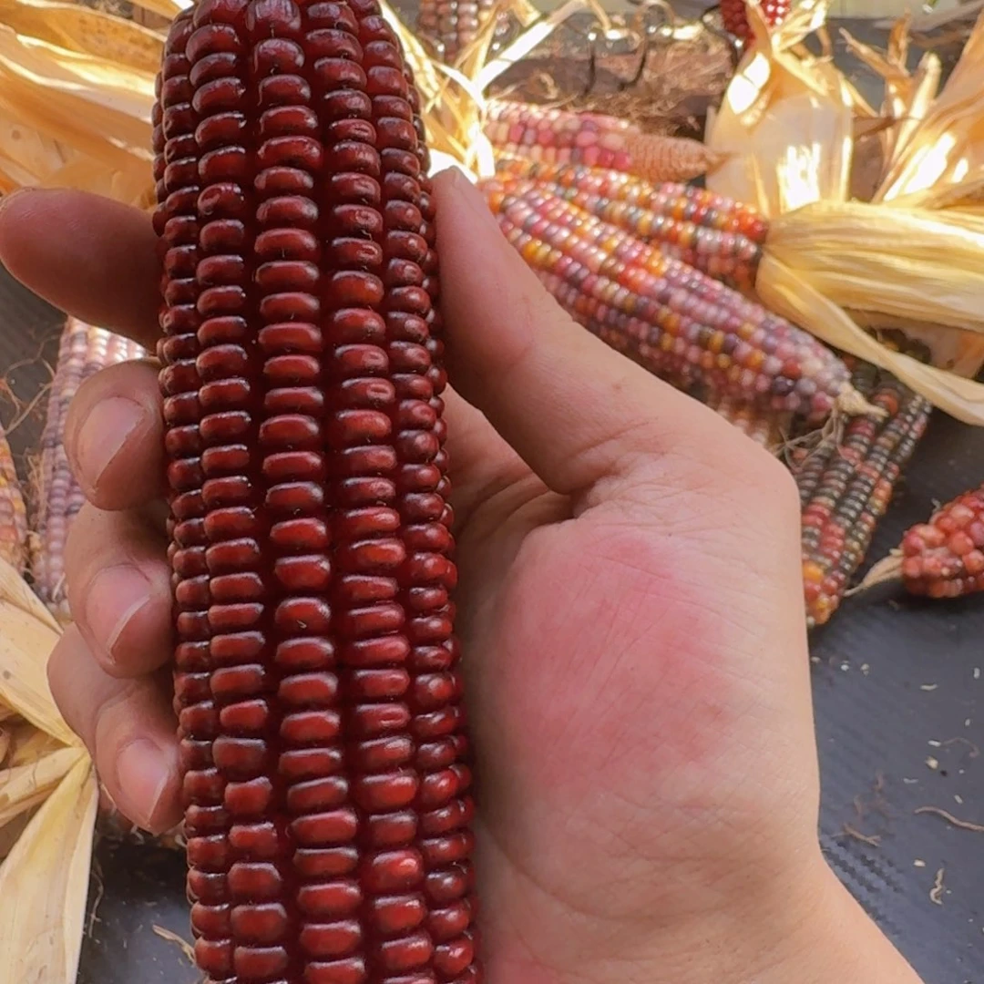 *****柏香籽/百香籽吊坠