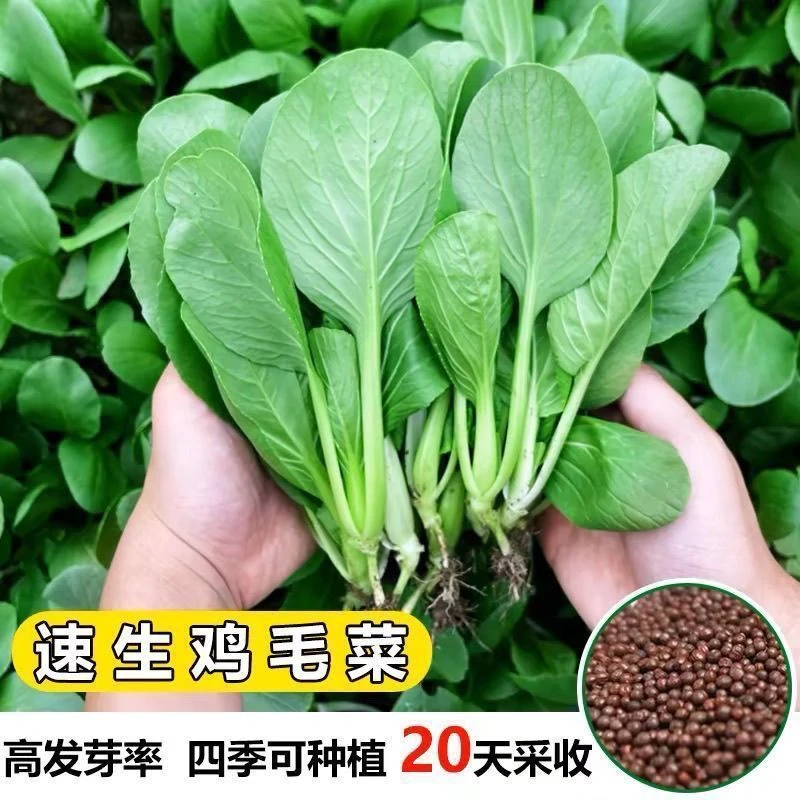 【全新鸡毛菜种子】 四季播蔬菜小白菜有机小青菜抗热耐寒蔬菜种子