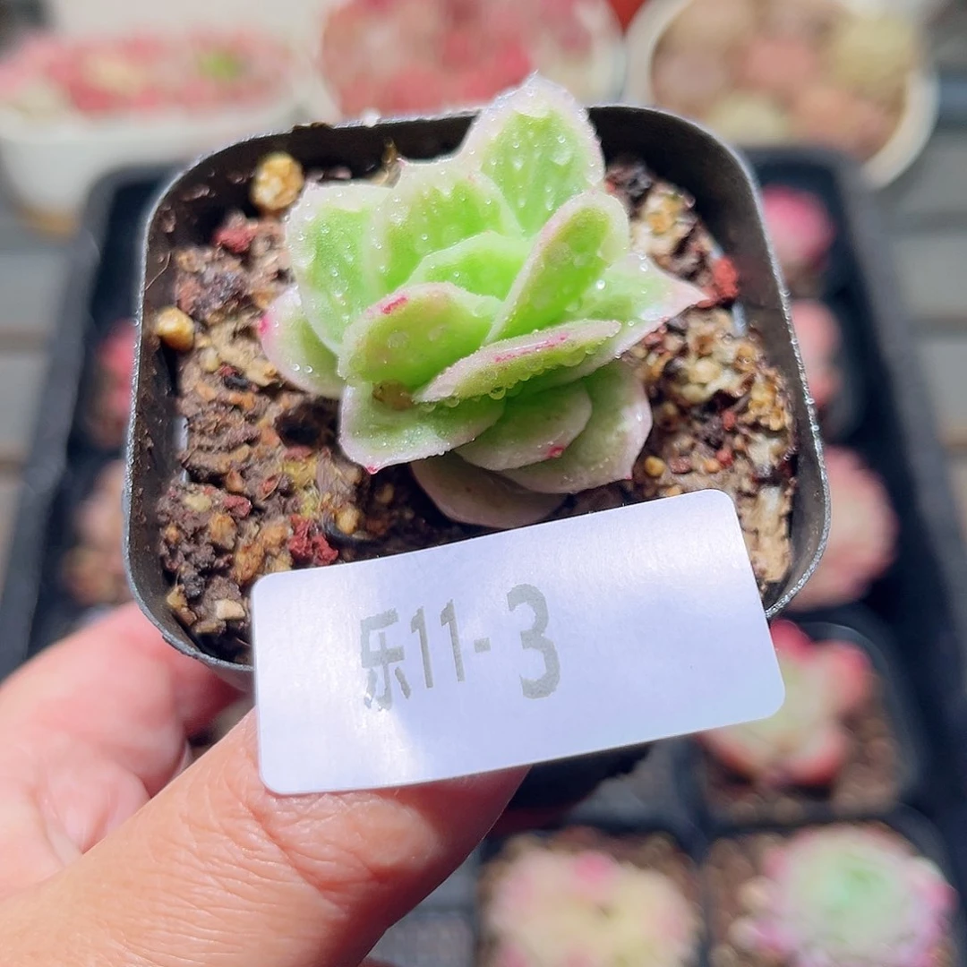 乐11-3 冰玫瑰单头