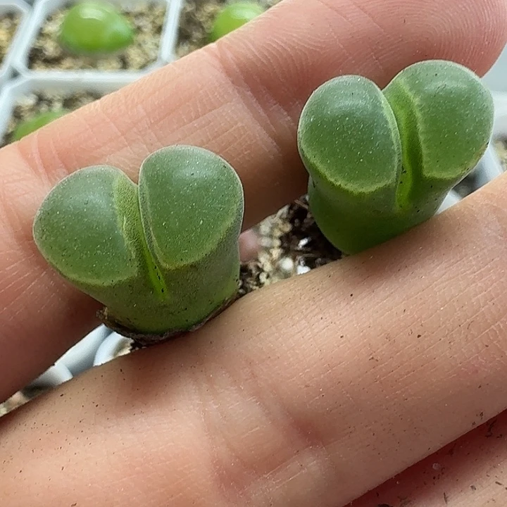 老马生石花骚粉风铃2116